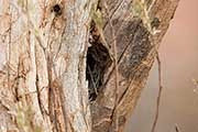 Chestnut-rumped Thornbill (Acanthiza uropygialis)